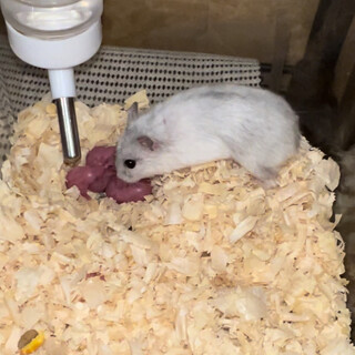 ハムスター母子の里親募集