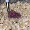 ハムスター母子の里親募集 サムネイル2
