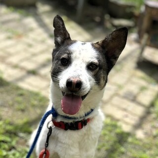 ちょっとビビりなイケメンの『おはし』君