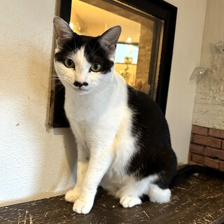 おてんばさんで元気いっぱいの「ロミ」ちゃん