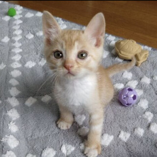 生後1ヶ月半のかわいい「らんまるくん」