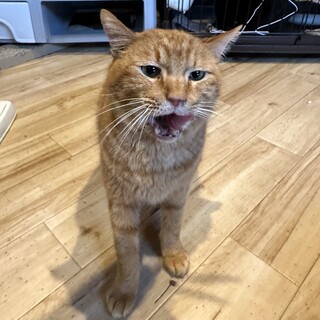 寂しがり屋の甘えん坊、チャトラの「リア」くん