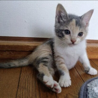 生後1ヶ月半のかわいい「たまきちゃん」