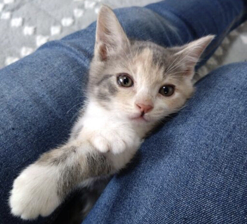 生後1ヶ月半のかわいい「たまきちゃん」 サムネイル2