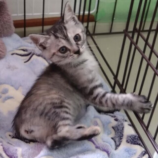 生後1ヶ月半のかわいい「ふじのちゃん」