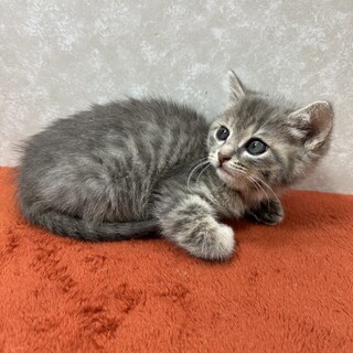 グレー好き必見！よく遊びよく寝る甘えん坊❤ビトン