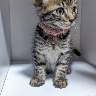 元気100倍！自己アピール100点のとまとちゃん