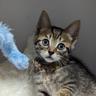 お目目ぱっちり可愛いきろろにメロメロ〜