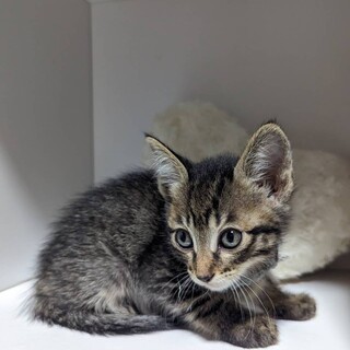 ちっちゃい体でもおっきく羽ばたいてね！そらちゃん