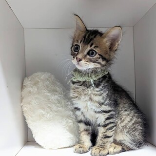 6兄妹でいつも仲良しイケメンのグリちゃん