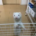 フェレット好きな方、幸せにしてあげて下さい。