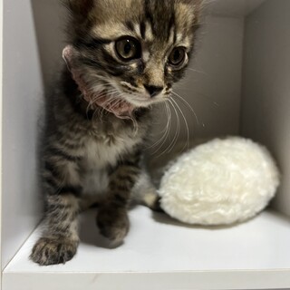 いっぱい食べたらすぐ眠くなるおっとりももた