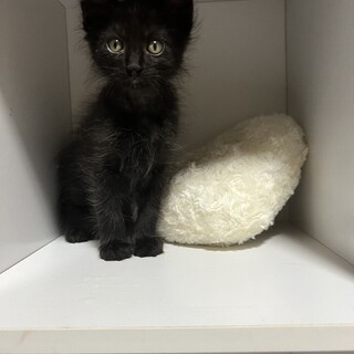 6兄妹の中でただ1匹の黒猫アンディ