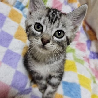 キャンディ♀530g