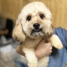 【一旦募集停止します】9ヶ月プードル　れんくん サムネイル5