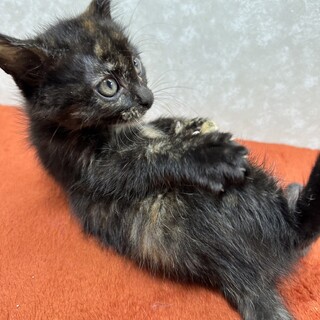 黒サビ2か月！まったり系癒し猫に癒されて❤ジーナ