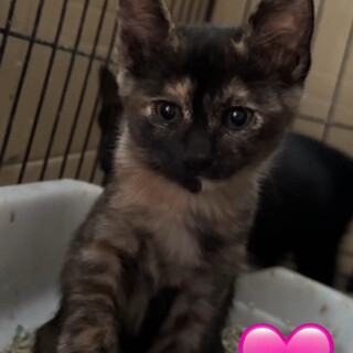 小さな可愛い子猫♡生後1ヶ月の兄妹