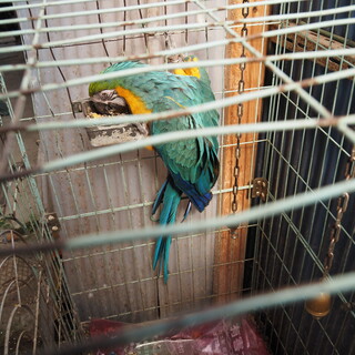 ルリコンゴウインコ