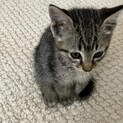 近所の公園で泣いていた子猫