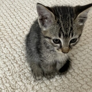 近所の公園で泣いていた子猫