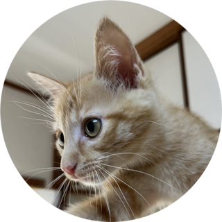 【募集中】子猫のラッキーくん（生後約3ヶ月）