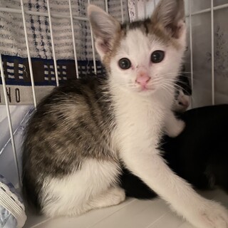 帰らぬ母猫を待ち続けた子供達
