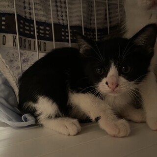 帰らぬ母猫を待ち続けた子供達