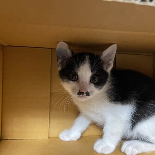 211581 一度見たら忘れられない超個性的な顔♂