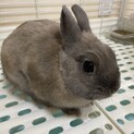 ネザーランドドワーフ　里親募集