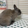 ネザーランドドワーフ　里親募集 サムネイル2