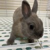ネザーランドドワーフ　里親募集 サムネイル3