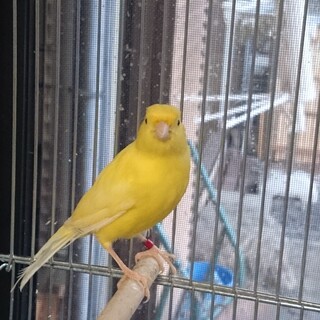 【決まりました!!】綺麗にさえずるカナリアです