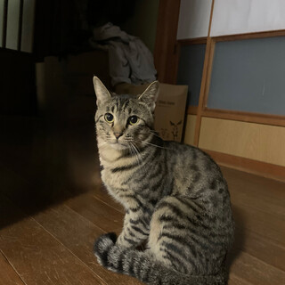 【里親募集】興味深々な、にぼしくん