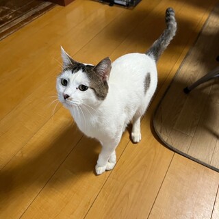 【里親募集】男の子のシロくん