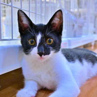 甘えん坊な白黒子猫『イルカくん』鍵しっぽが可愛い♡