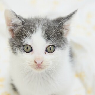 【6/9東銀座】グレハちゃん★1ヵ月半♪