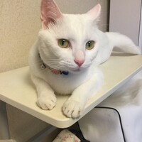 天（てん）君