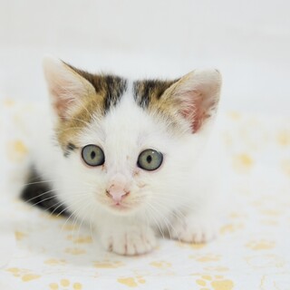 【6/9東銀座】みーけちゃん★1ヵ月半♪