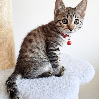 募集停止人が大好き可愛いキジトラ女子❤️すい