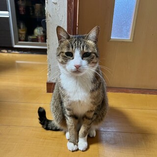 【里親募集】おとなしい、さくらちゃん!