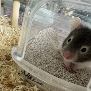 ゴールデンハムスター赤ちゃん