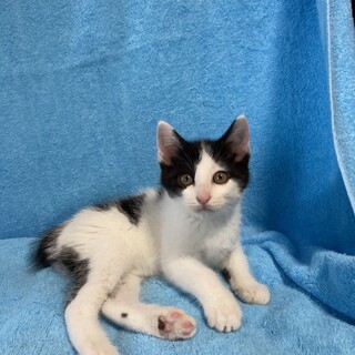 馴れ馴れ5姉妹　ジャパニーズボブテイル　まるちゃん