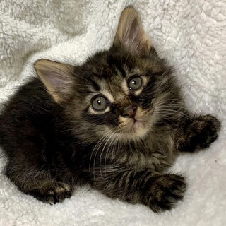 【6/9東銀座】カルアくん★1ヵ月半♪