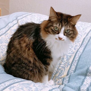 もふもふの可愛いこちゃん