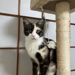 6/23稲毛海岸ෆ⃛スリゴロ美猫ෆ⃛サニーちゃん