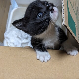 生後一ヶ月、タキシード猫