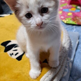 パステル子猫、里親様募集致します