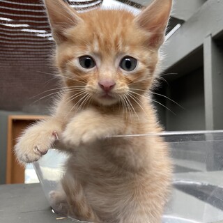 【急募】茶トラの男の子