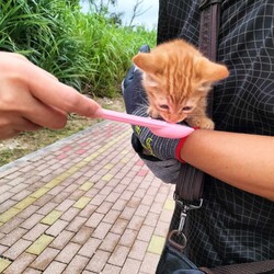 おきなわ美ら猫譲渡会 ♡ 天白区美ら猫ハウス
