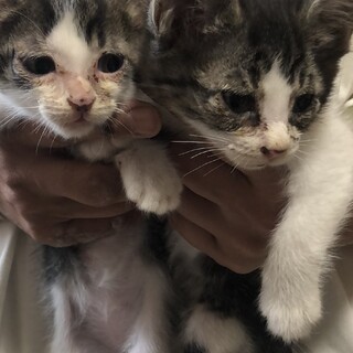 スコティッシュMIX 耳立ち子猫